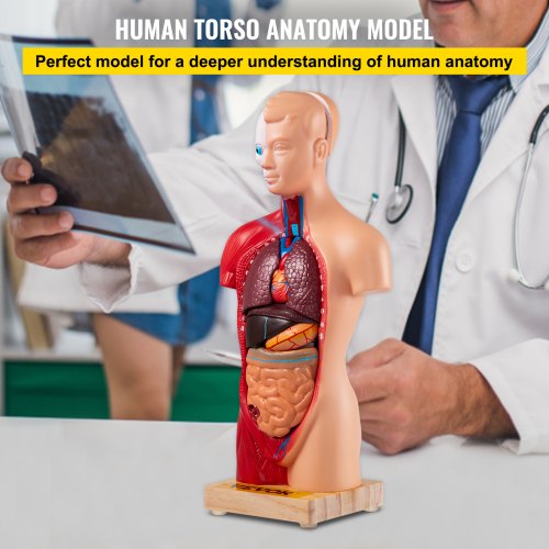 Human Torso Anatomy Model, 15 Parts, 11 Inch Human Body Model w/ Brian Skull Head Heart and Removable Organs, Display Base & Product Manual Included, for Student Education Learning Display