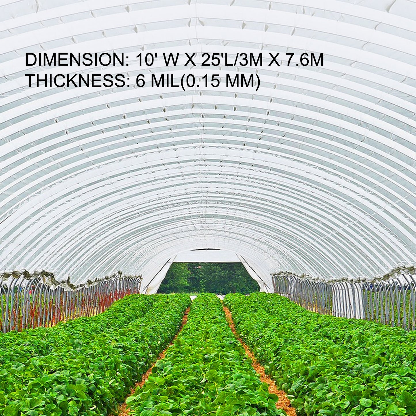 Greenhouse Film 10x25 ft,Greenhouse Polyethylene Film 6 Mil Thickness, Greenhouse Plastic Greenhouse Clear Plastic Film UV Resistant, Polyethylene Film Keep Warming, Superior Strength Toughness