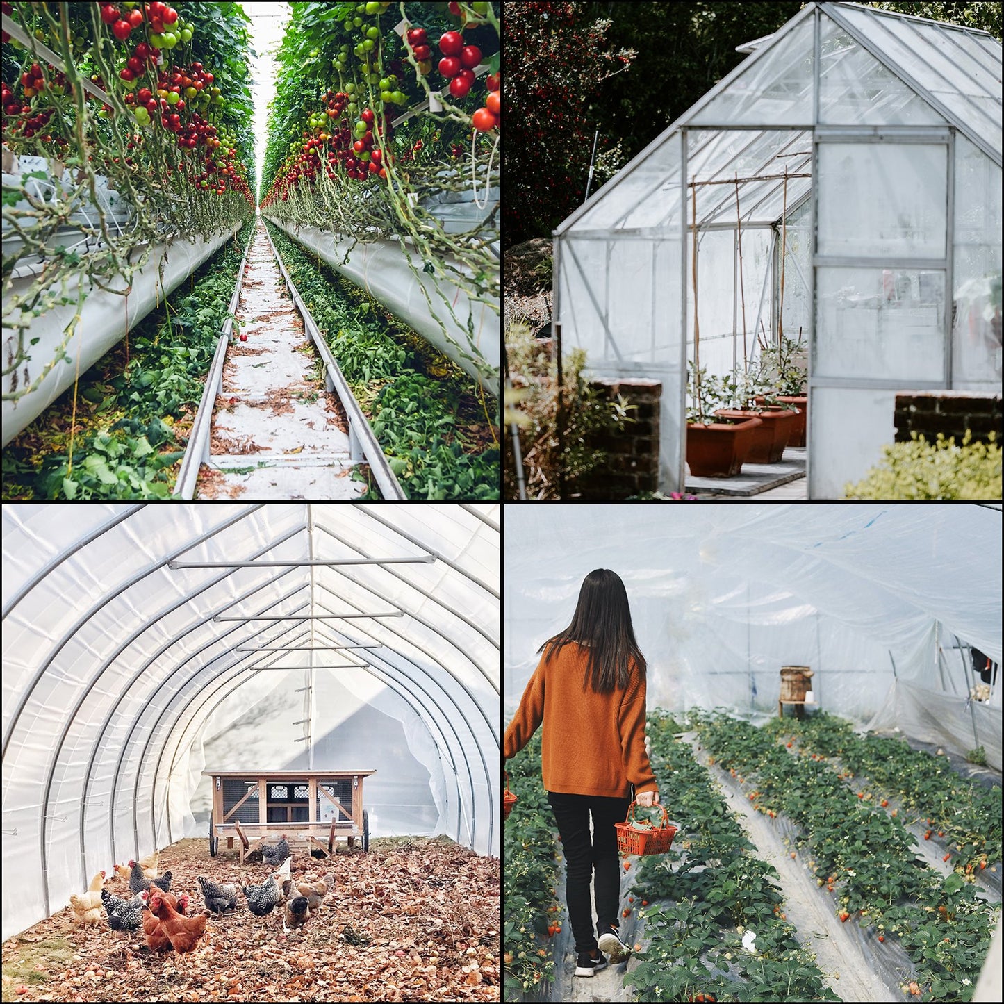 Greenhouse Film 10x25 ft,Greenhouse Polyethylene Film 6 Mil Thickness, Greenhouse Plastic Greenhouse Clear Plastic Film UV Resistant, Polyethylene Film Keep Warming, Superior Strength Toughness