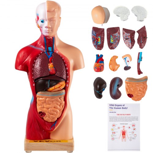 Human Torso Anatomy Model, 15 Parts, 11 Inch Human Body Model w/ Brian Skull Head Heart and Removable Organs, Display Base & Product Manual Included, for Student Education Learning Display